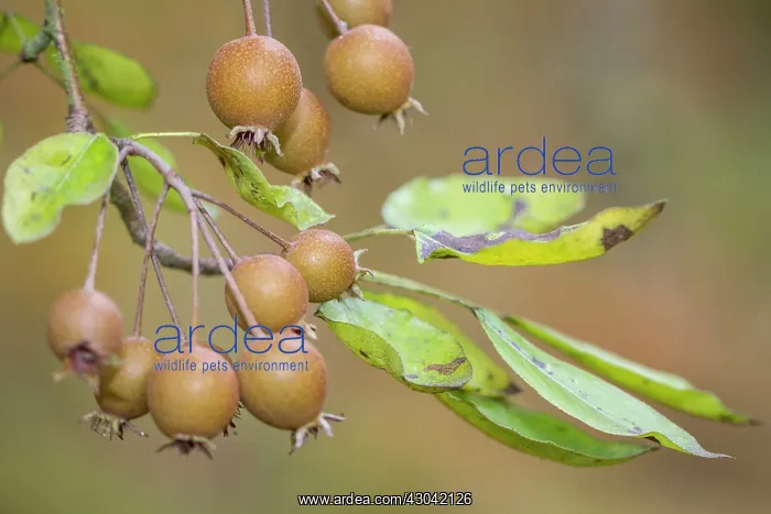 : European Wild Pear fruits on tree : European Wild Pear fruits on tree