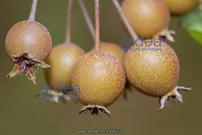 : European Wild Pear fruits on tree : European Wild Pear fruits on tree