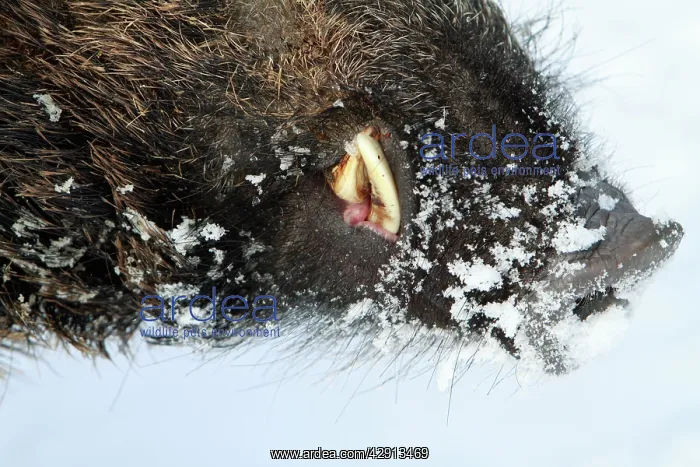 : European Wild Pig / Boar - male - detailed study : European Wild Pig / Boar - male - detailed study