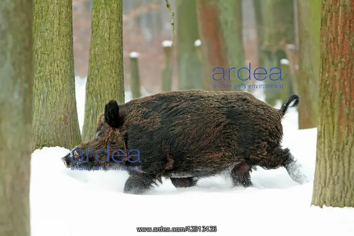 : European Wild Pig / Boar - male running through : European Wild Pig / Boar - male running through