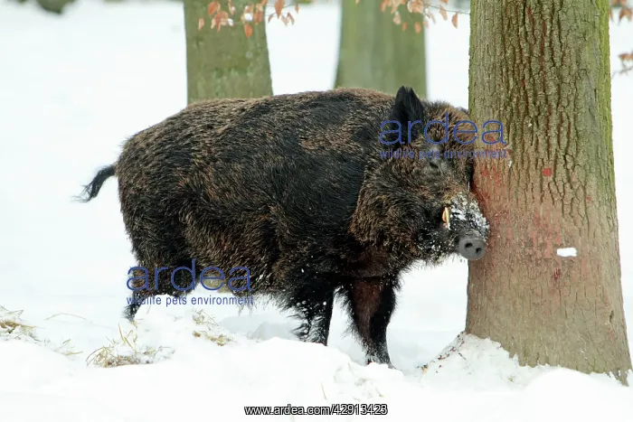 : European Wild Pig / Boar - male scratching head : European Wild Pig / Boar - male scratching head