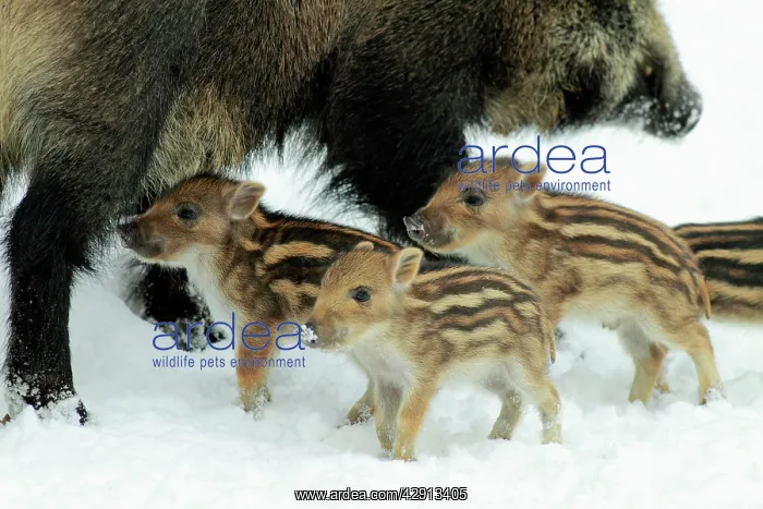 : European Wild Pig / Boar - mother or sow with piglets : European Wild Pig / Boar - mother or sow with piglets