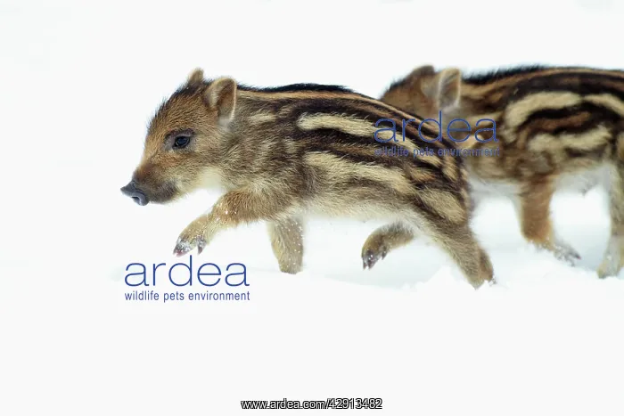 : European Wild Pig / Boar - two piglets in snow : European Wild Pig / Boar - two piglets in snow