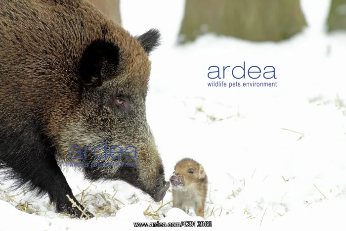 : European Wild Pig / Boar - sow with baby piglet : European Wild Pig / Boar - sow with baby piglet