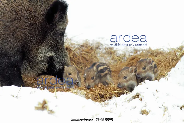 : European Wild Pig / Boar - sow with baby piglets : European Wild Pig / Boar - sow with baby piglets