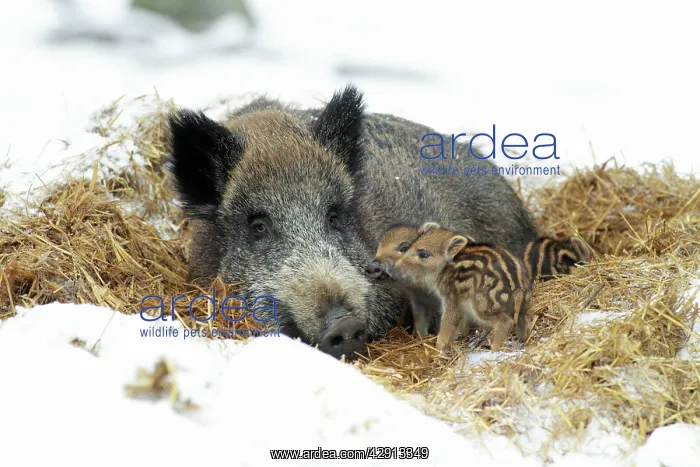 : European Wild Pig / Boar - sow with baby piglets : European Wild Pig / Boar - sow with baby piglets