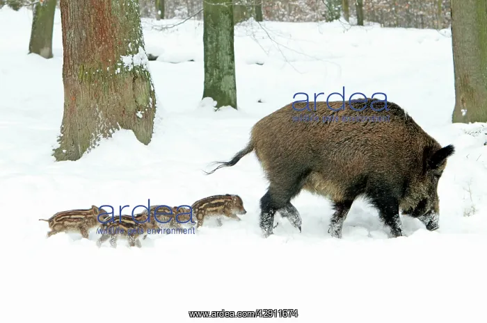 : European Wild Pig / Boar - sow leading her four : European Wild Pig / Boar - sow leading her four