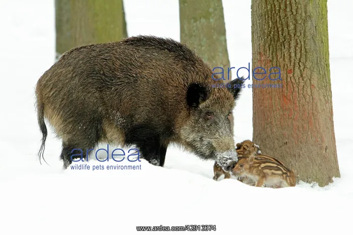 : European Wild Pig / Boar - sow with piglets : European Wild Pig / Boar - sow with piglets