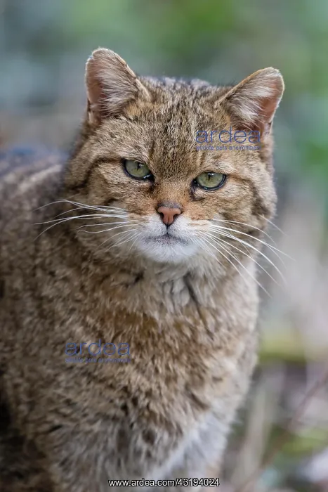 : European wildcat (Felis silvestris), Bavarian Forest : European wildcat (Felis silvestris), Bavarian Forest