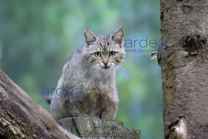 : European wildcat (Felis silvestris) : European wildcat (Felis silvestris)