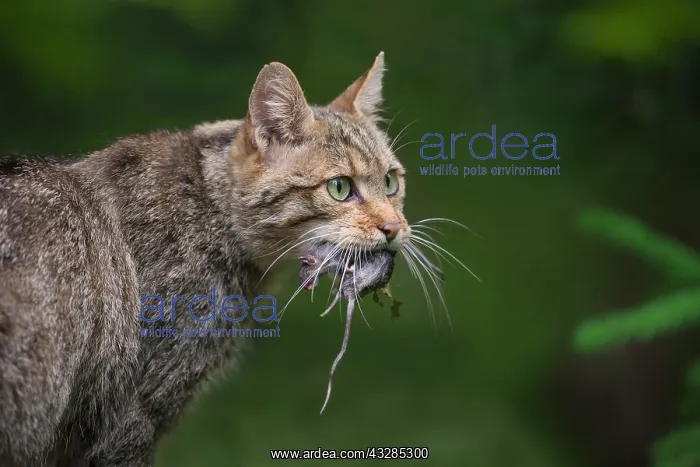 : European Wildcat (Felis silvestris), with captured : European Wildcat (Felis silvestris), with captured