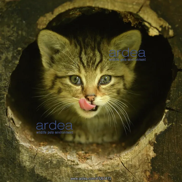 : European wildcat (Felis silvestris silvestris) : European wildcat (Felis silvestris silvestris)