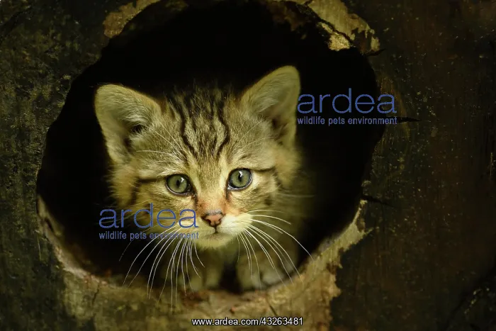  : European wildcat (Felis silvestris silvestris)