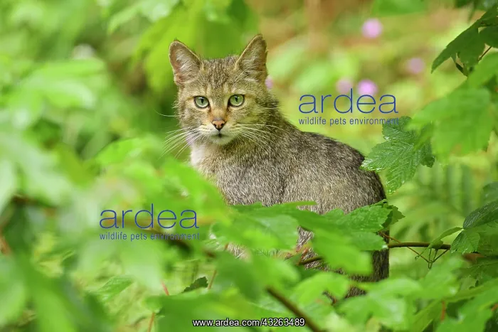 : European wildcat (Felis silvestris silvestris) : European wildcat (Felis silvestris silvestris)