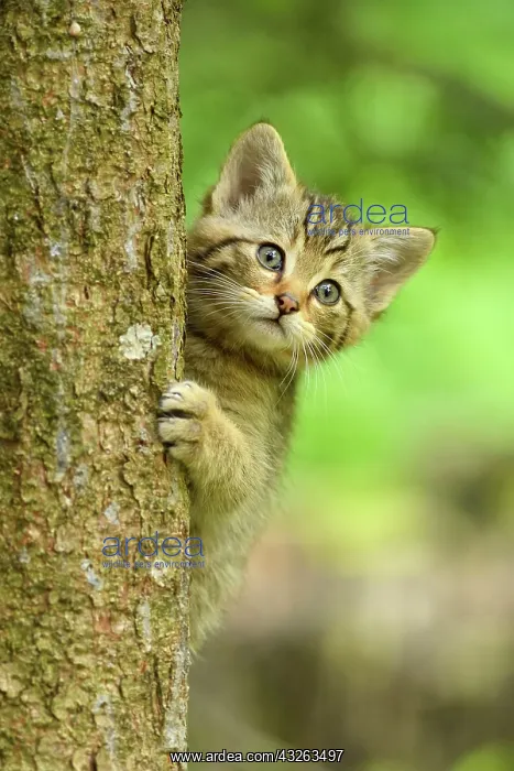 : European wildcat (Felis silvestris silvestris) : European wildcat (Felis silvestris silvestris)