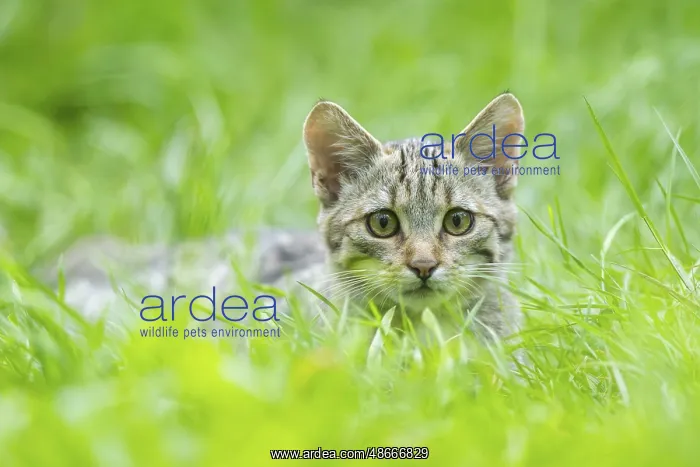 : European wildcat (Felis silvestris silvestris) on a meadow : European wildcat (Felis silvestris silvestris) on a meadow
