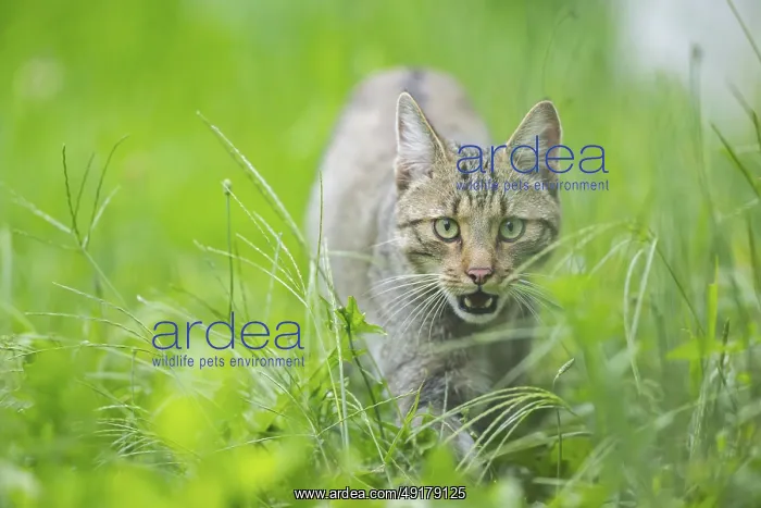 : European wildcat (Felis silvestris silvestris) on a meadow : European wildcat (Felis silvestris silvestris) on a meadow