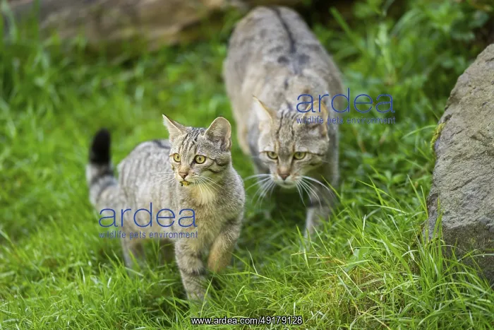 : European wildcat (Felis silvestris silvestris) on a meadow : European wildcat (Felis silvestris silvestris) on a meadow