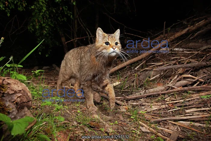 : European wildcat (Felis silvestris), Thuringia : European wildcat (Felis silvestris), Thuringia