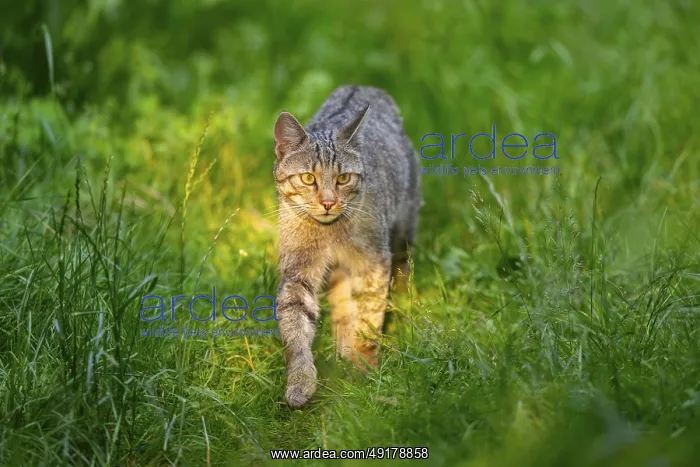 : European wildcat (Felis silvestris) walking through the grass : European wildcat (Felis silvestris) walking through the grass