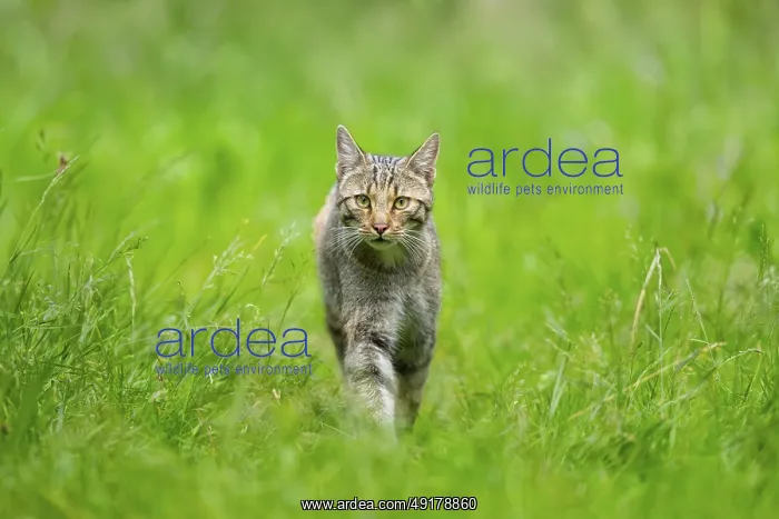 : European wildcat (Felis silvestris) walking through the grass : European wildcat (Felis silvestris) walking through the grass
