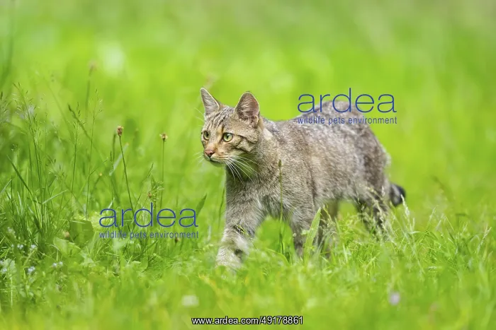 : European wildcat (Felis silvestris) walking through the grass : European wildcat (Felis silvestris) walking through the grass