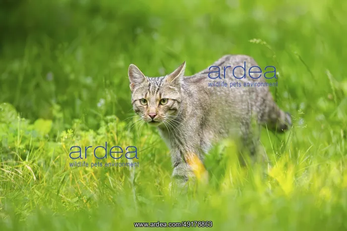 : European wildcat (Felis silvestris) walking through the grass : European wildcat (Felis silvestris) walking through the grass