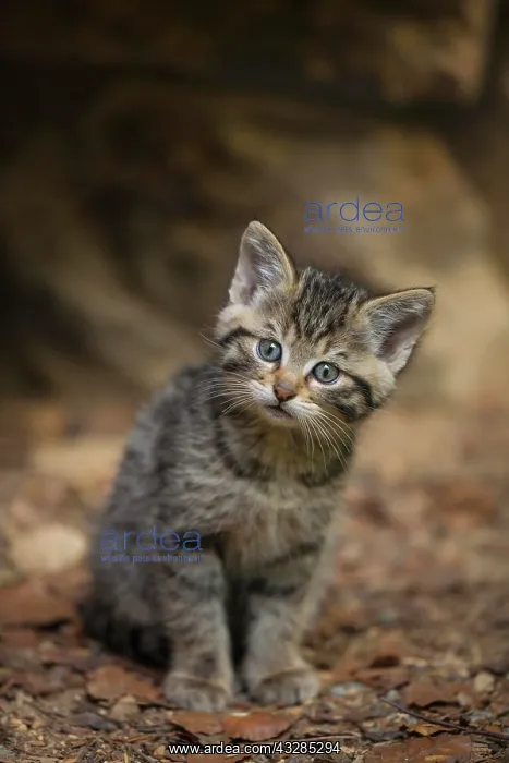 : European Wildcat (Felis silvestris), young animal : European Wildcat (Felis silvestris), young animal