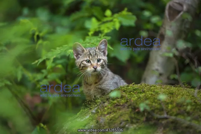 : European Wildcat (Felis silvestris), young animal : European Wildcat (Felis silvestris), young animal