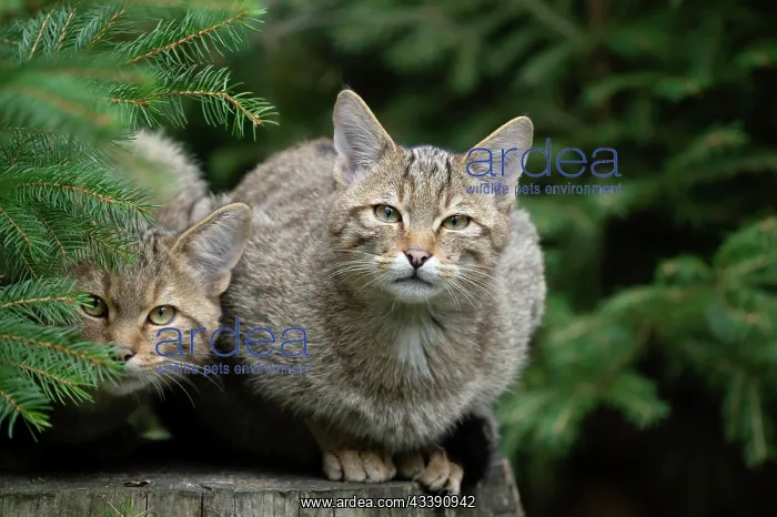 : European wildcats (Felis silvestris), kittens sitting : European wildcats (Felis silvestris), kittens sitting