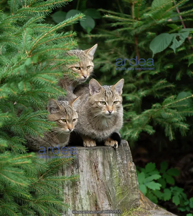 : European wildcats (Felis silvestris) sitting on : European wildcats (Felis silvestris) sitting on