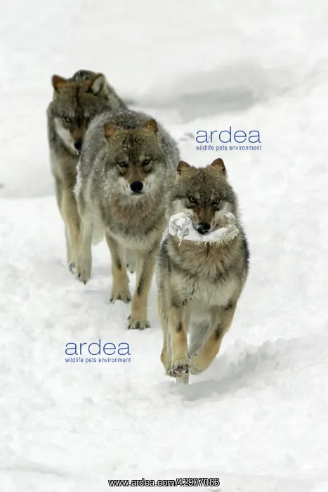 : European Wolf - 1 animal with a bone being chased : European Wolf - 1 animal with a bone being chased
