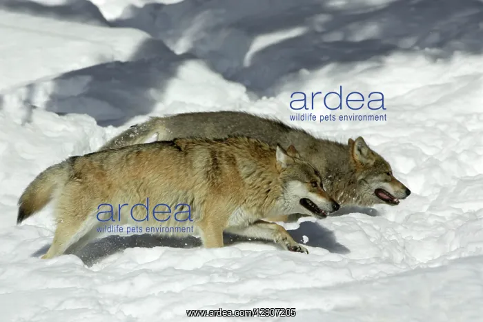 : European Wolf - 2 animals hunting in snow, winter : European Wolf - 2 animals hunting in snow, winter