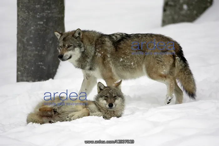  : European Wolf - 2 animals resting in snow, winter