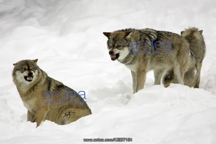 : European Wolf - 2 animals showing aggression to : European Wolf - 2 animals showing aggression to