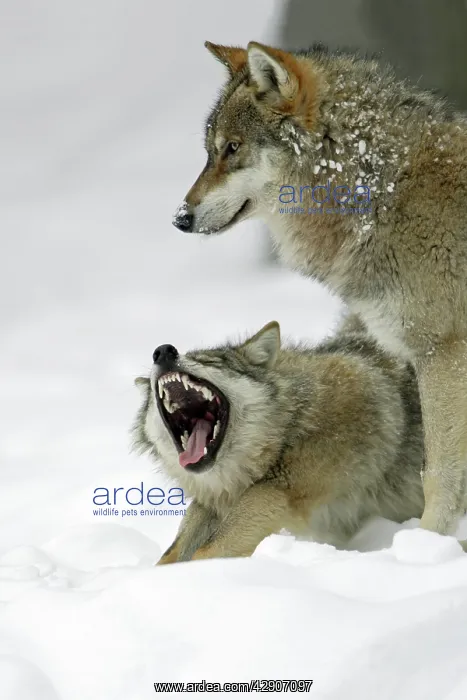 : European Wolf - 2 animals in the snow, 1 yawning, winter : European Wolf - 2 animals in the snow, 1 yawning, winter