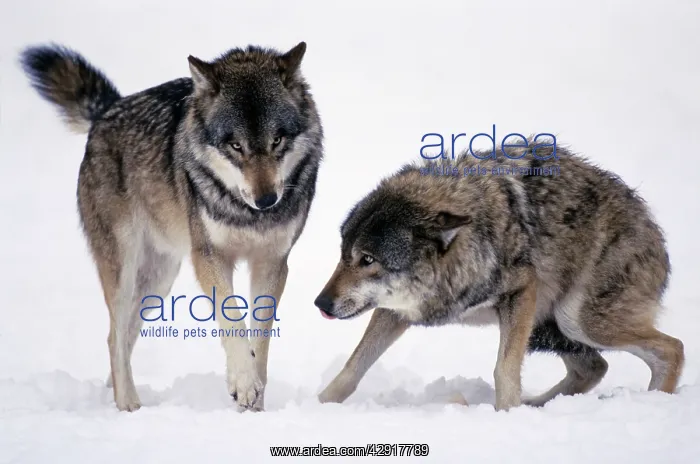 : European Wolf - 2 animals in snow, one showing : European Wolf - 2 animals in snow, one showing