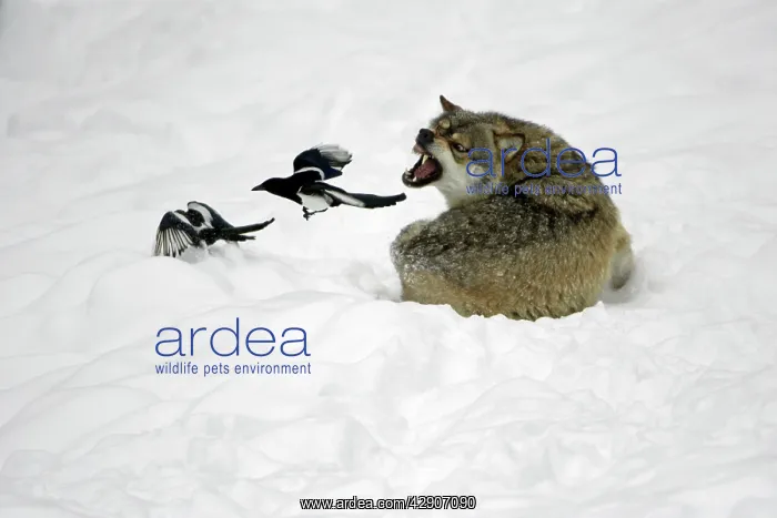: European Wolf - 2 magpies annoying resting wolf : European Wolf - 2 magpies annoying resting wolf
