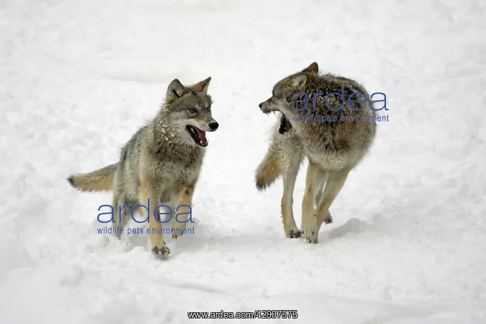 : European Wolf - 2 young animals chasing each other : European Wolf - 2 young animals chasing each other