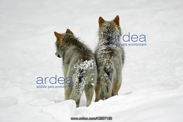 : European Wolf - 2 young animals from behind standing : European Wolf - 2 young animals from behind standing