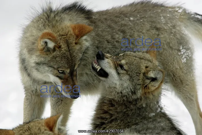 : European Wolf - 2 young animals in winter, one : European Wolf - 2 young animals in winter, one