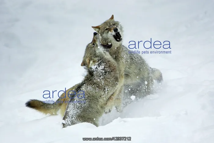 : European Wolf - 2 young wolves fighting, in snow : European Wolf - 2 young wolves fighting, in snow