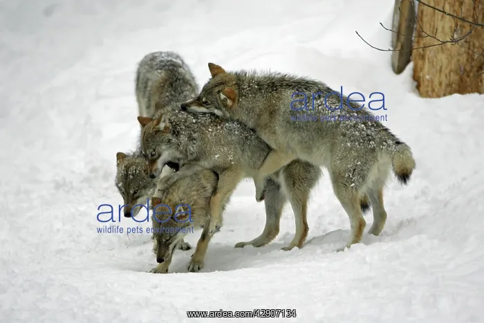 : European Wolf - 3 young animals play fighting in : European Wolf - 3 young animals play fighting in
