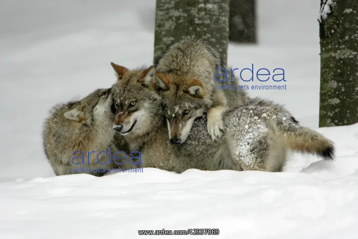: European Wolf - 3 young animals playing in snow, winter : European Wolf - 3 young animals playing in snow, winter
