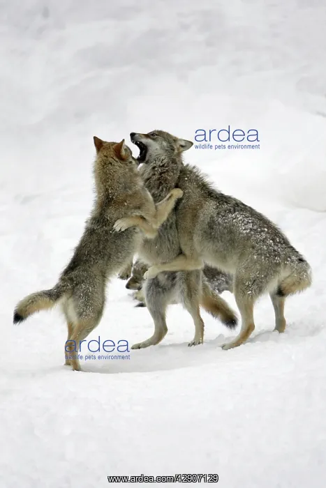 : European Wolf - 3 young animals playing in snow, winter : European Wolf - 3 young animals playing in snow, winter