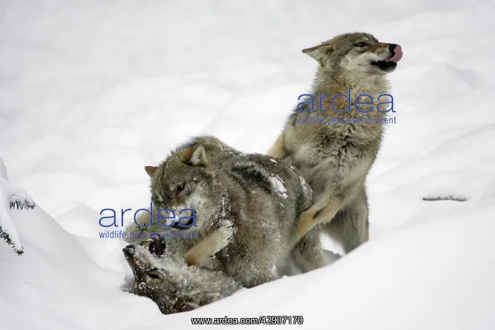 : European Wolf - 3 young animals playing in snow : European Wolf - 3 young animals playing in snow