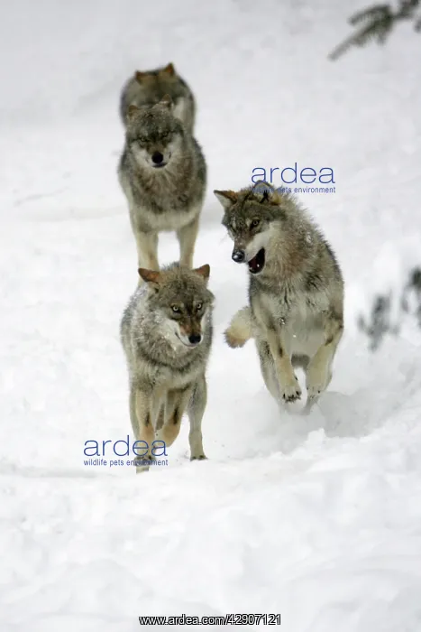 : European Wolf - 4 young animals playing in snow, winter : European Wolf - 4 young animals playing in snow, winter
