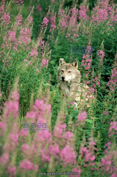  : European Wolf