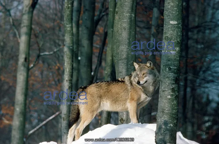  : European Wolf