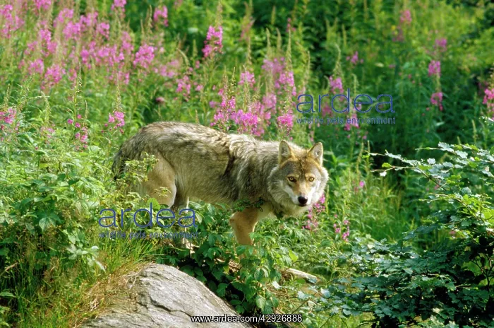  : EUROPEAN WOLF